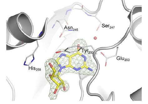 Crystallographic structure of guanosine in complex with SmPNP (PDB ID ...