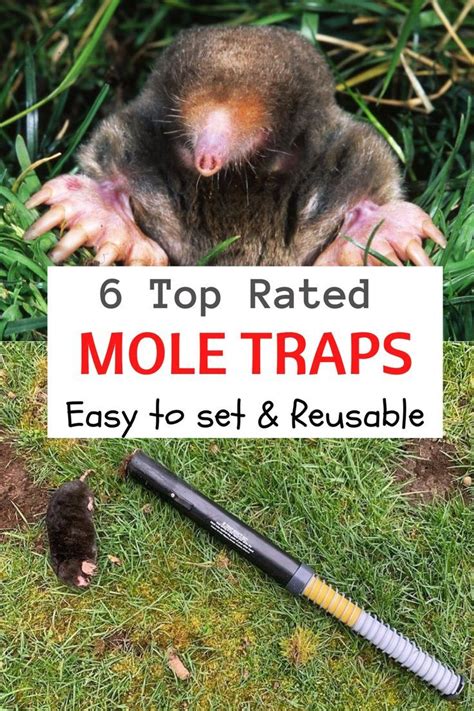 The best mole traps 2023 – Artofit
