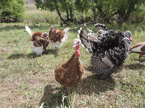 Bourbon Red Turkey Heritage Turkey Poults Cackle Hatchery