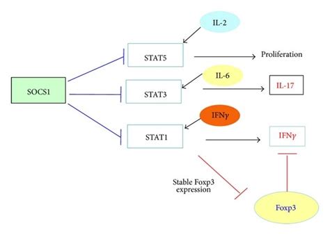 Role Of Stat And Stat In Foxp Expression And Cytokine Production In