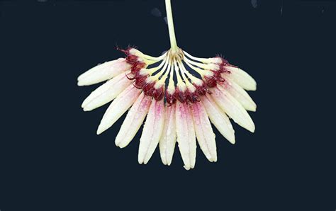 Bulbophyllum Zamboangense