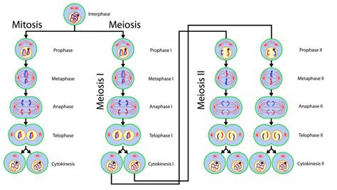 Pembelahan Meiosis Pengertian Dan Tahapannya Superprof