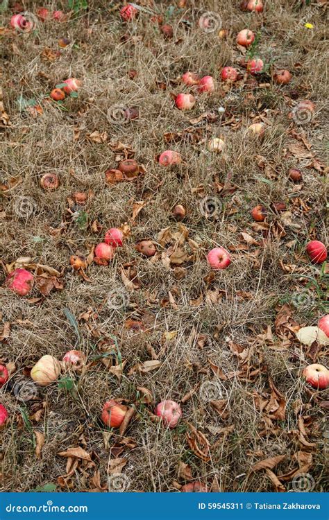 Autumn. Red Apples Fall To The Ground. Stock Photo - Image: 59545311