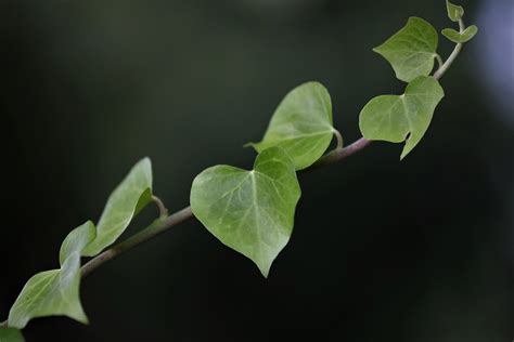 Ivy Green Leaves Climbing Plant - Free photo on Pixabay