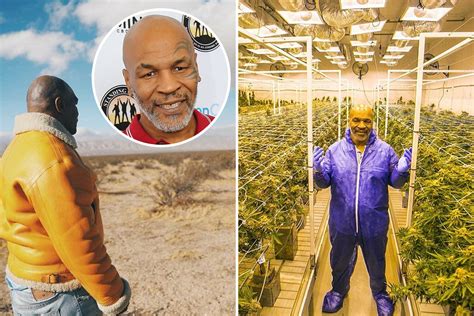 Mike Tyson smokes £33k of cannabis every month on his 40-acre marijuana ...