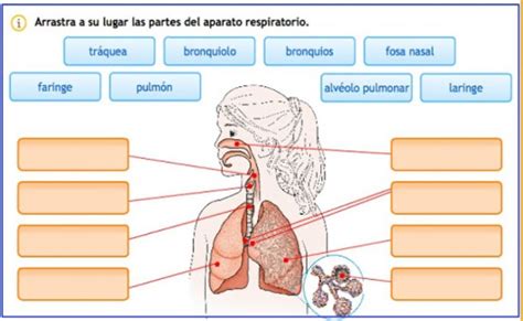 El Sistema Respiratorio Ficha Interactiva Y Descargable Puedes Hacer Los Ejerci Organos Del