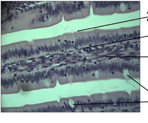 Simple Columnar Epithelium X Diagram Quizlet