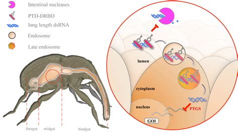 Model For The Mechanism Of Oral Delivery Of DsRNA Combined With