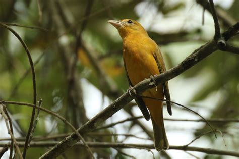 Summer Tanager Great Bird Pics