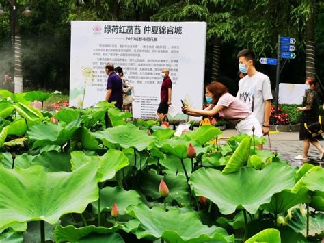 走，仲夏周末去赏荷！2020成都荷花展开幕啦四川在线