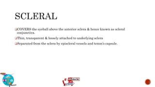 ANATOMY & HISTOLOGY OF CONJUNCTIVA | PPT