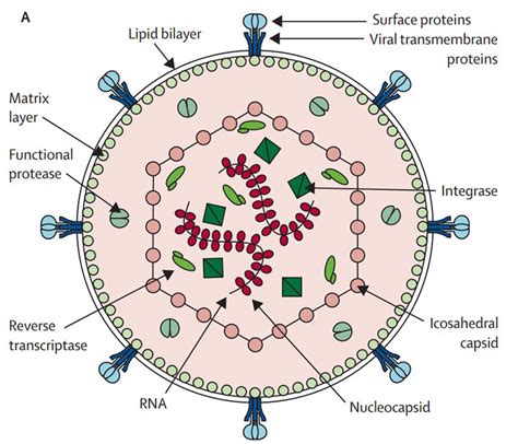 Human T Lymphotropic Virus Antigens Creative Diagnostics