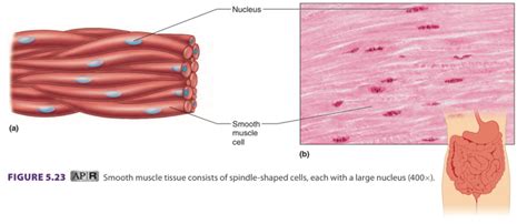 Smooth Muscle Tissue Diagram | Quizlet