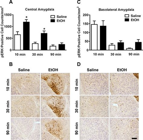 Effects Of Acute Ethanol EtOH On Extracellular Signal Regulated