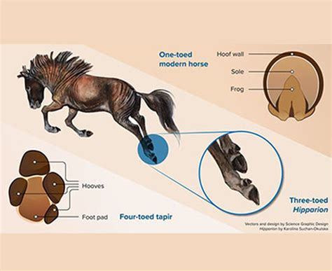 Dónde están los dedos de manos y pies de los caballos Galope Digital