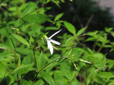 Wildflower Bowman S Root Gillenia Trifoliata Allegheny River Trail