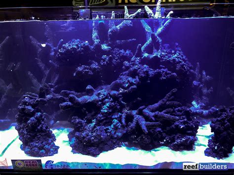 Real Reef Teases Murdered Out Black Live Rock Reef Builders The