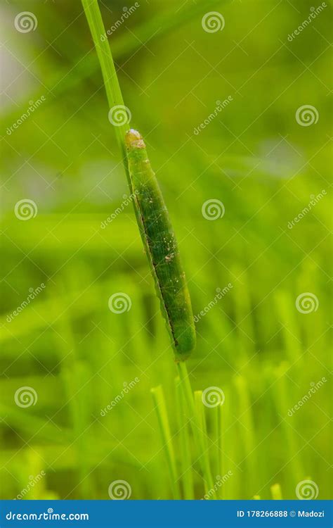 Fall Armyworm Spodoptera Frugiperda On Rice Leaf Stock Photo Image
