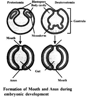 Explain the process of formation of coelom with the help of labelled ...