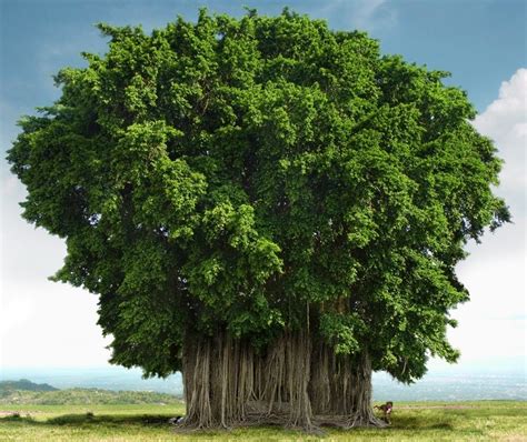 National tree of india? | WhatsAnswer