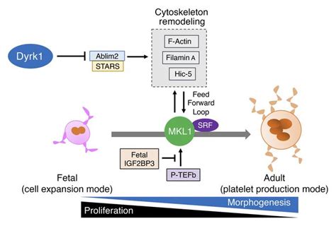 Jci Relieving Dyrk1a Repression Of Mkl1 Confers An Adult Like