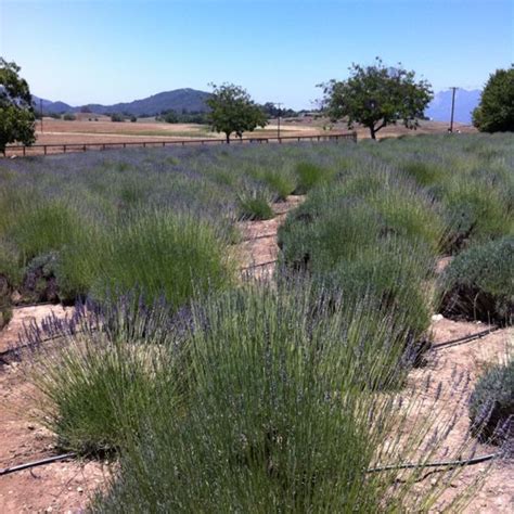 New Oak Ranch Ojai Lavender Festival | Ojai, Natural landmarks, Outdoor