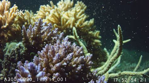 Reproduction Coral - Coral spawning 6K 2 on Vimeo