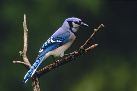 Blue Jay Bird Wallpaper - WallpaperSafari