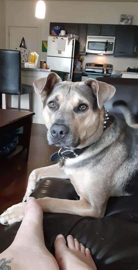 My baby Hans Van Rutabaga, hes a German Shepherd pity mix : r/pitbulls