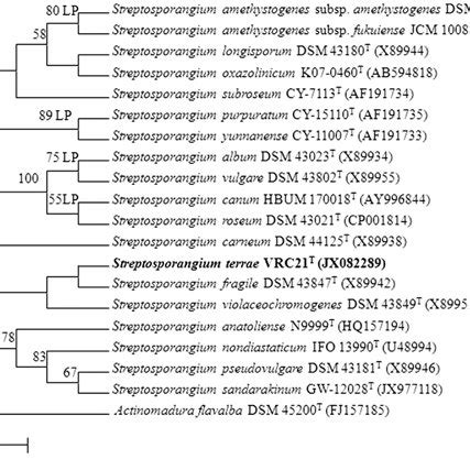 Neighbor Joining Nj Phylogenetic Dendrogram Based On S Rrna Gene