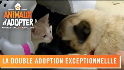 Replay Animaux Adopter Nouvelle Famille Pour Une Nouvelle Vie Du