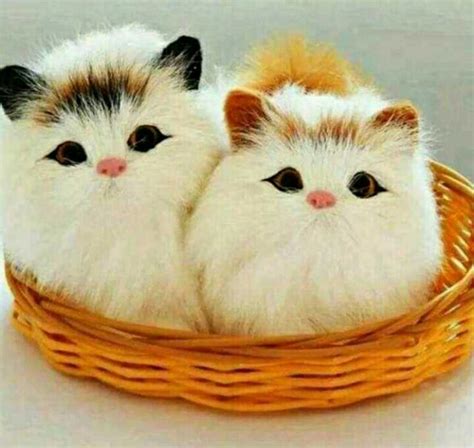 Hd Beautiful Cute Cat Images Pictures Wallpapers For Whatsapp Dp