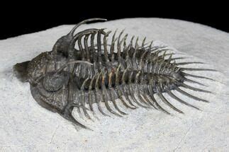 Spiny Comura Trilobite Oufaten Morocco For Sale