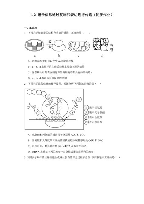 12遗传信息通过复制和表达进行传递（同步作业）含解析 2023 2024学年高一生物（沪科版2020必修2） 21世纪教育网