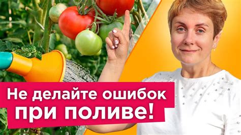 ПОЛИВАЙТЕ ТОМАТЫ ТАК! Когда и как правильно поливать томаты чтобы они ...
