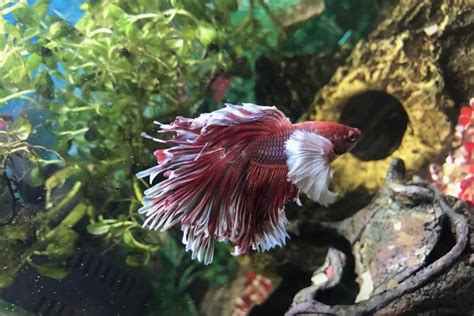 Elephant Ear Betta Fish Dumbo Care Guide Pictures Lifespan And More