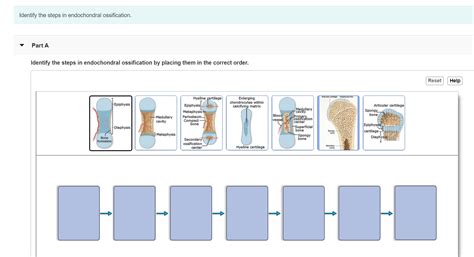 Solved Identify The Steps In Endochondral Ossification Part Chegg