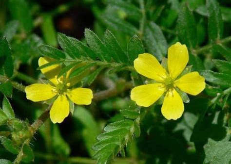 Suplemento De Tribulus Terrestris Faz Bem Pro Corpo Aumenta Testosterona