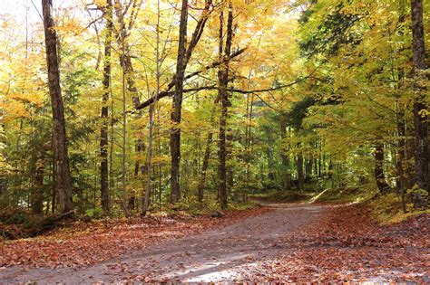 Forêt Automne Des Arbres Photo gratuite sur Pixabay Pixabay