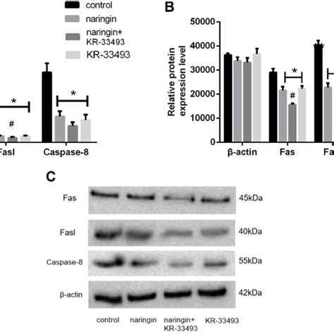 Effects Of Naringin On Npcs Apoptosis Via Fas Fasl Pathway A The