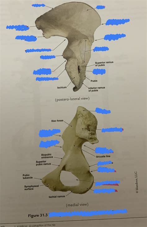 Right Coxal Bone Lateral And Medial Views Diagram Quizlet