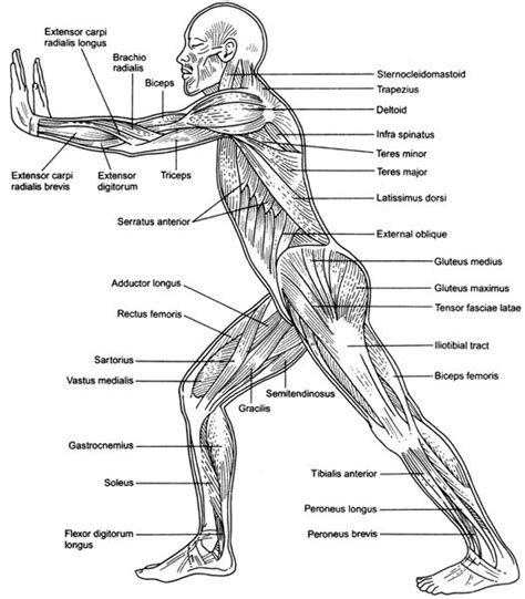 Muscular Weakness - Little Choices Everyday