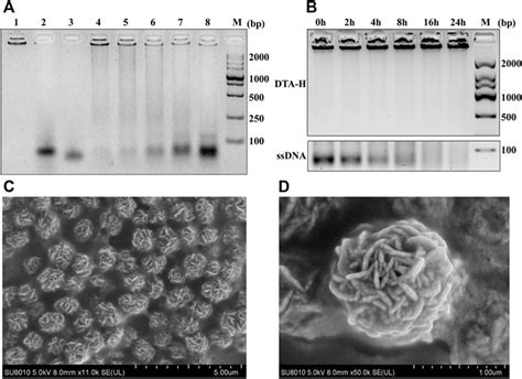 Frontiers Dual Targeted Self Assembled Dna Hydrogels Decorated With