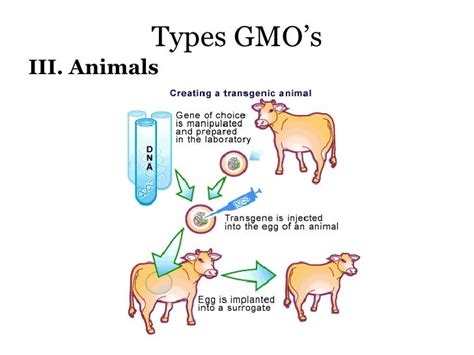 13 Genetic Engineering Bw