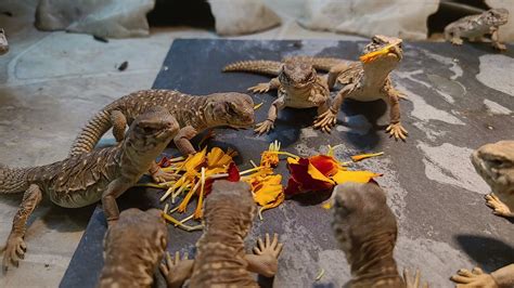 Elevages Lisard Uromastyx Aegyptia Babies Eating Flowers Youtube