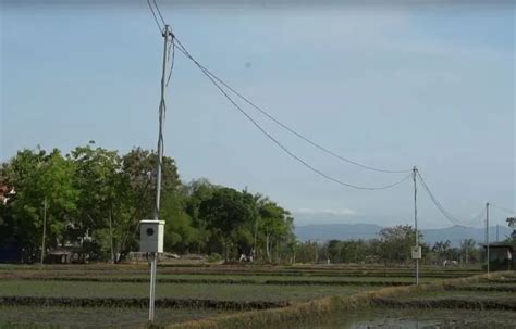 Peringati Hari Bumi Pln Bersama Dlh Surabaya Gelar Tanam Pohon