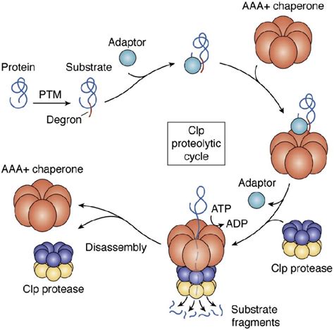 Schematic Representation Of The Mechanism Involved In Regulated