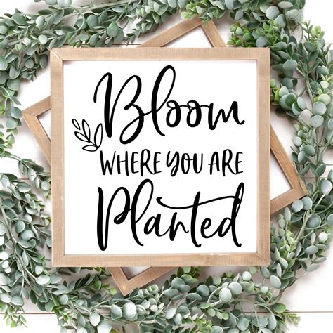 Bloom Where You Are Planted Svg Png Dxf Files For Silhouette Cameo And