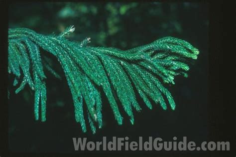 Over 15000 Color Images Of World Wide Plant And