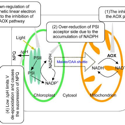 The Photosynthetic Electron Sinks In Higher Plants Aox Alternative